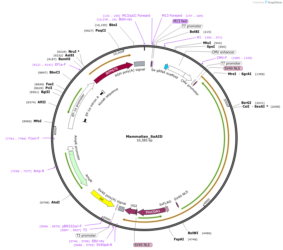 188653-plasmid-map-sequence-id-378340