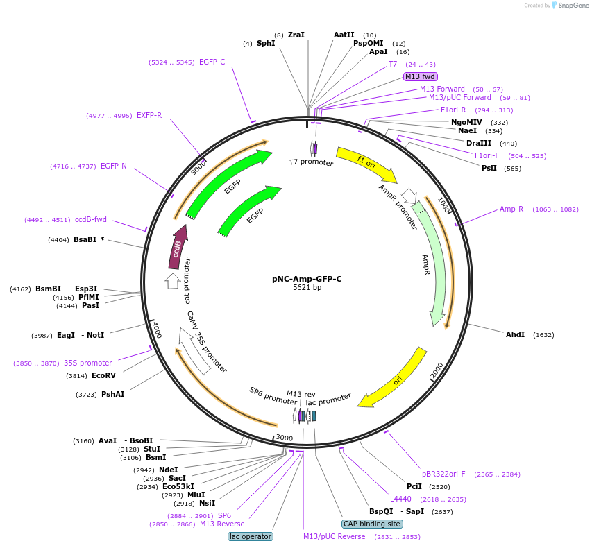 193417-plasmid-map-sequence-id-378344