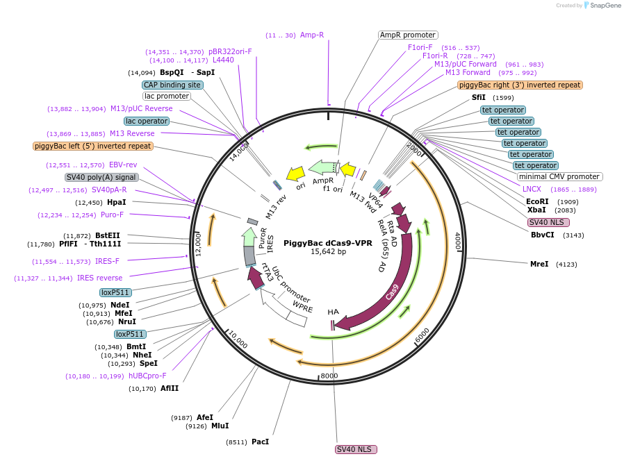 191269-plasmid-map-sequence-id-378348