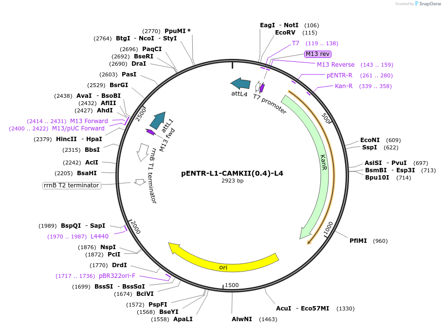 32579-plasmid-map-sequence-id-37836
