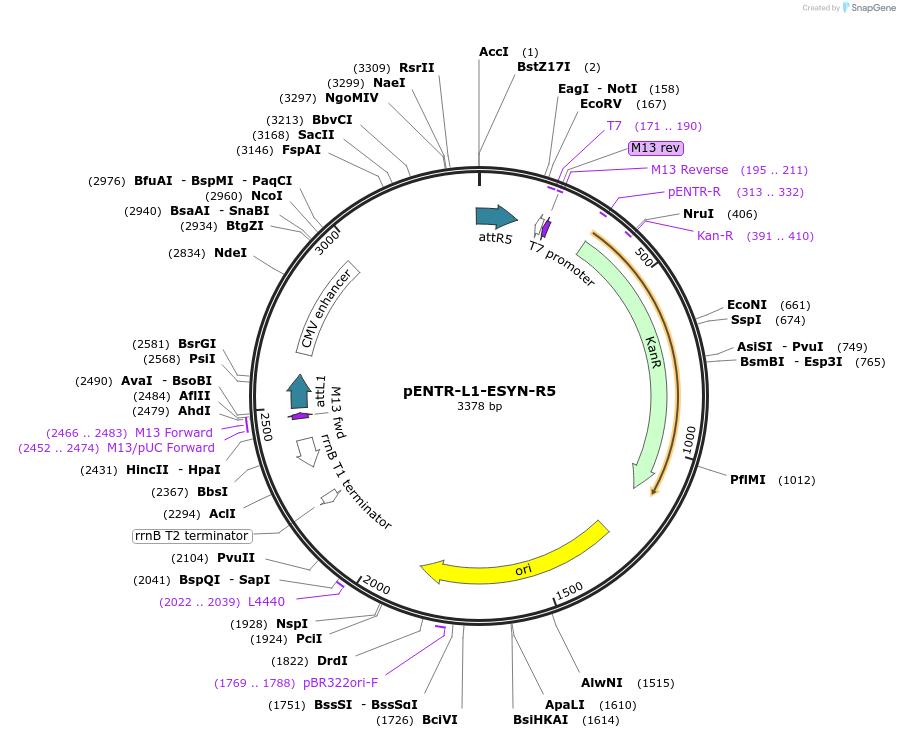 32581-plasmid-map-sequence-id-37838