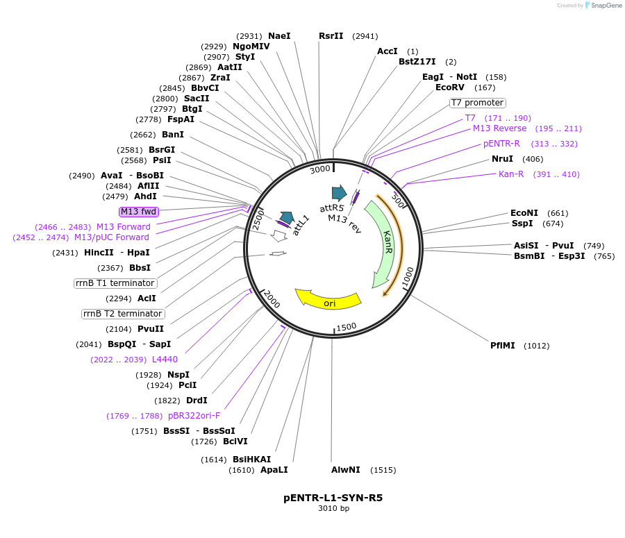 32582-plasmid-map-sequence-id-37839