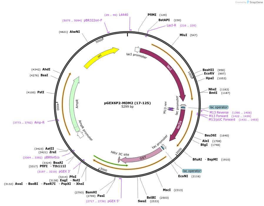 62063-plasmid-map-sequence-id-378454