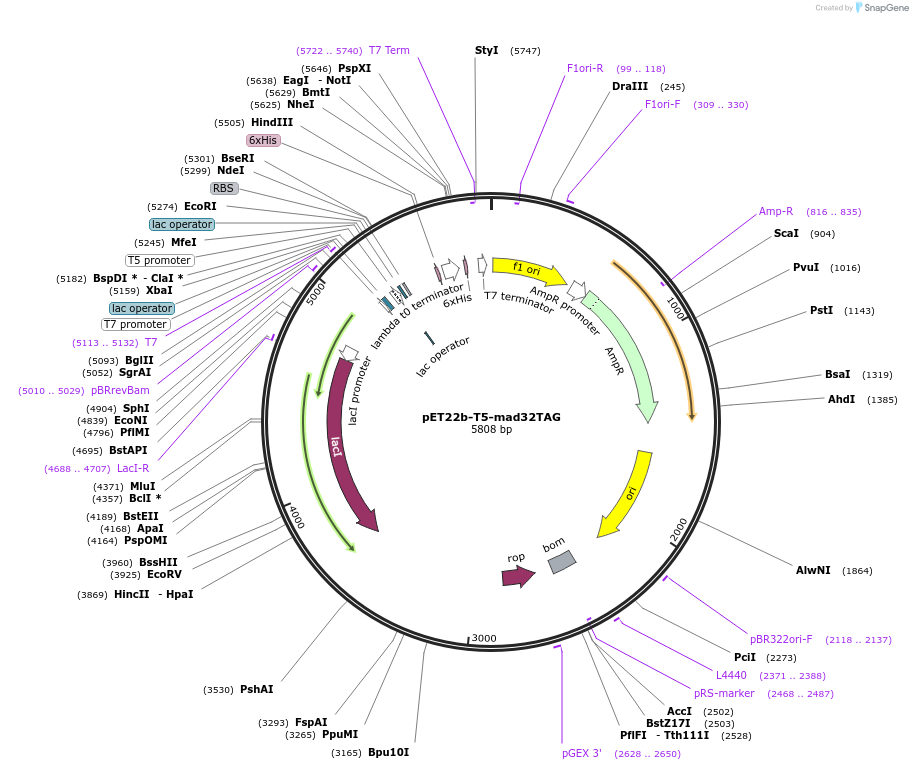 188997-plasmid-map-sequence-id-378474