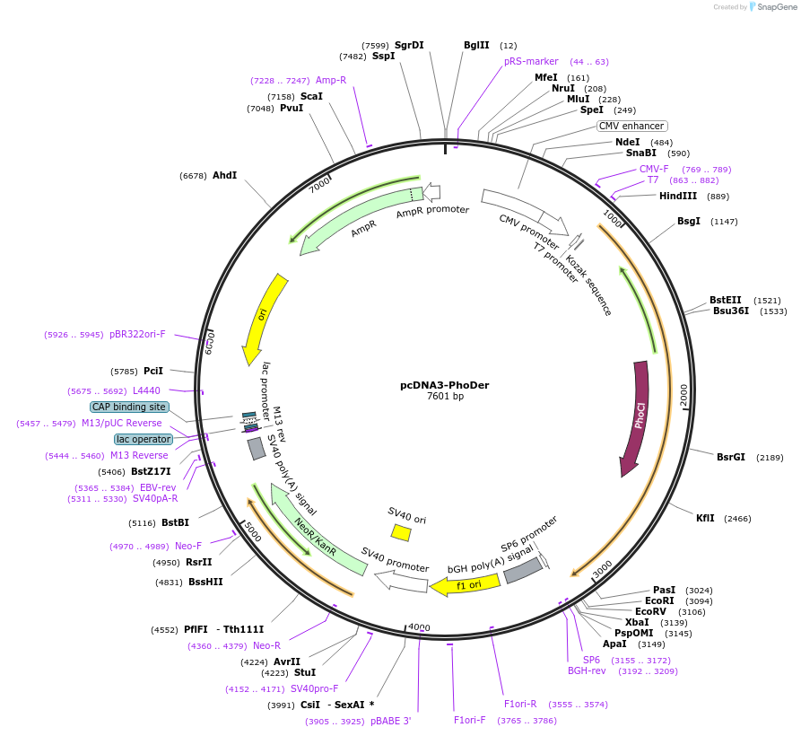 188473-plasmid-map-sequence-id-378478