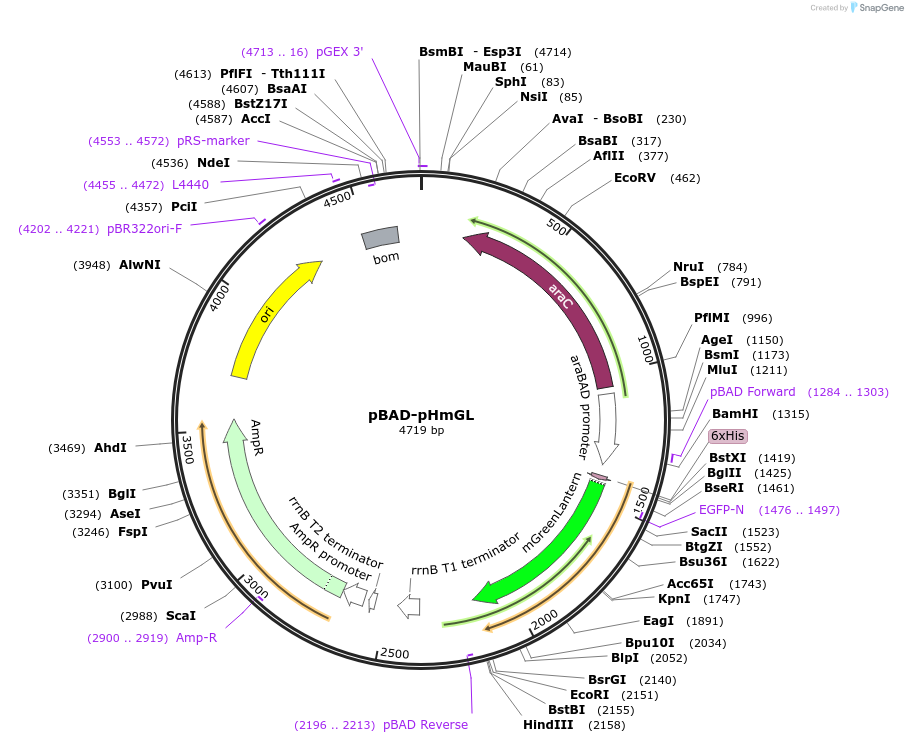 191257-plasmid-map-sequence-id-378487