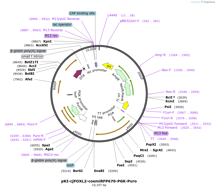186168-plasmid-map-sequence-id-378501