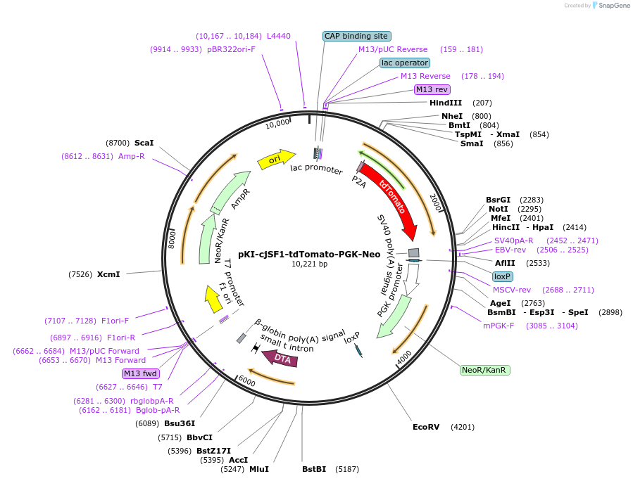 186172-plasmid-map-sequence-id-378503