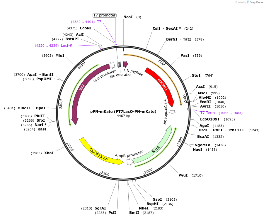 191126-plasmid-map-sequence-id-378525