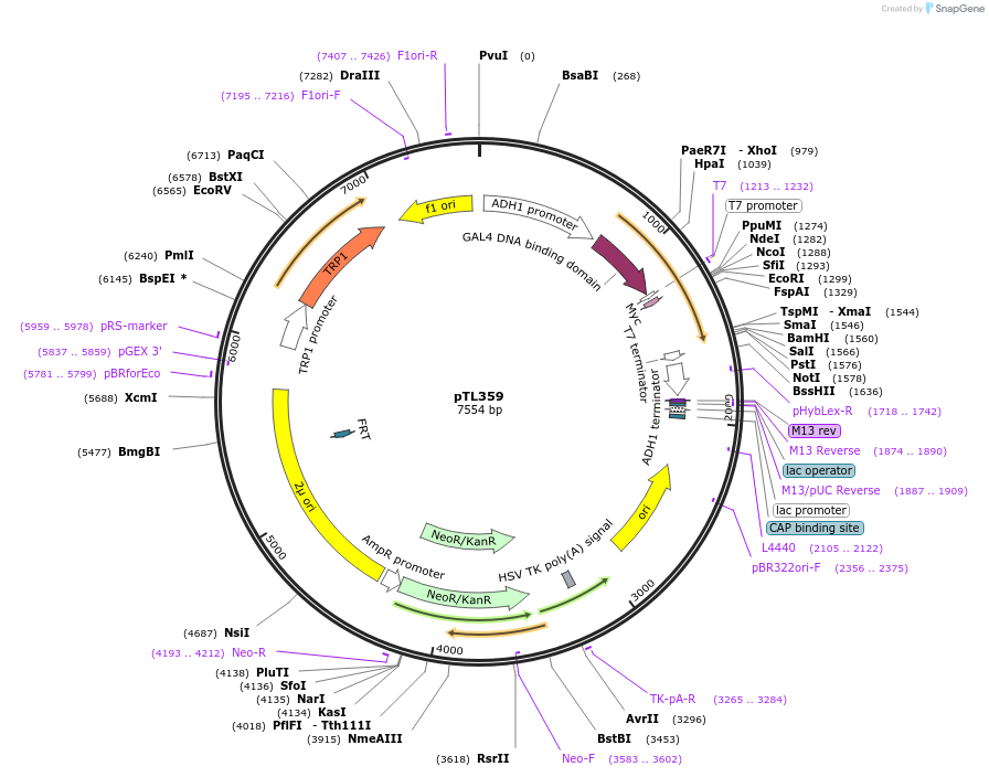 168420-plasmid-map-sequence-id-378535