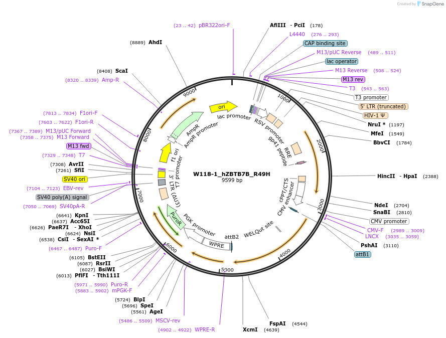 180382-plasmid-map-sequence-id-378551
