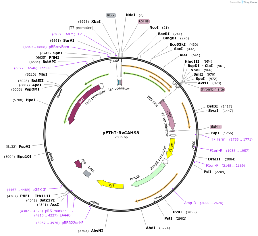 192466-plasmid-map-sequence-id-378559