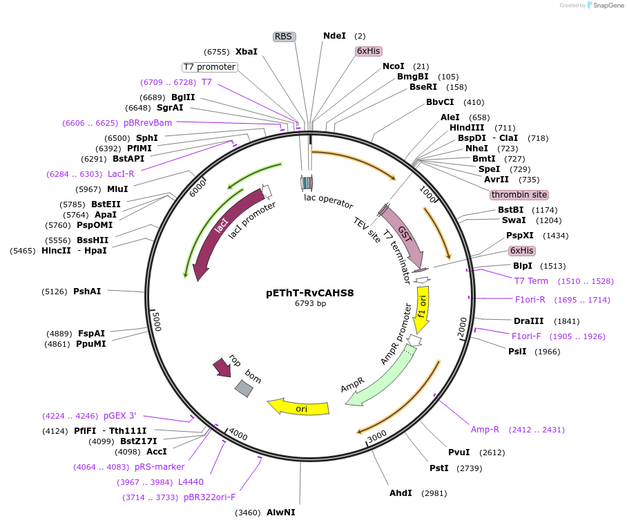 192467-plasmid-map-sequence-id-378560