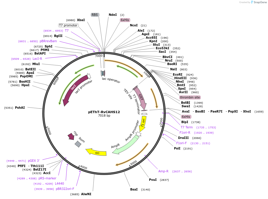 192468-plasmid-map-sequence-id-378561