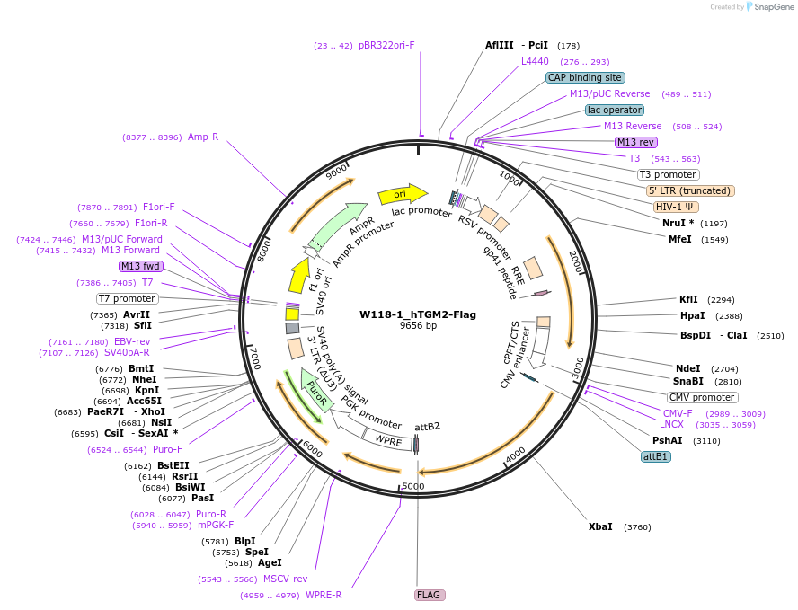 180407-plasmid-map-sequence-id-378563
