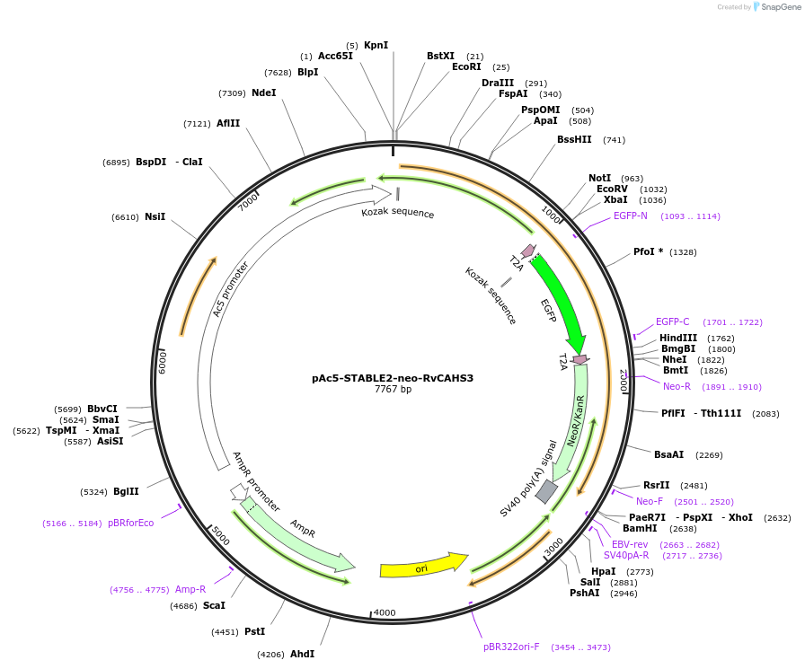192472-plasmid-map-sequence-id-378567