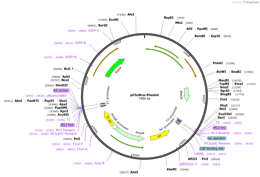 190818-plasmid-map-sequence-id-378571