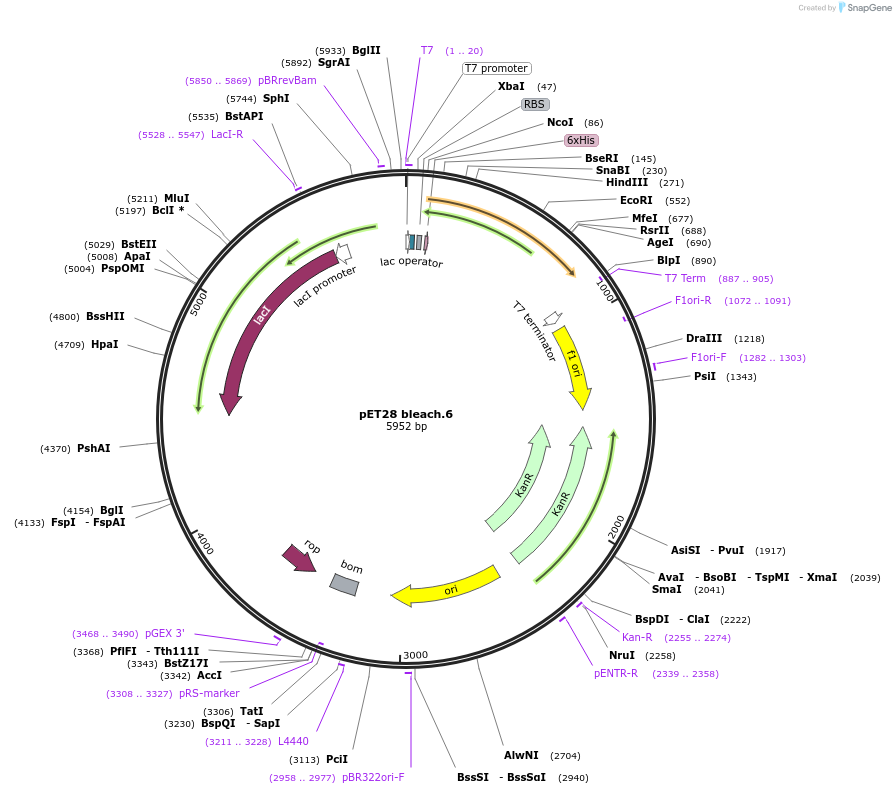 191879-plasmid-map-sequence-id-378573
