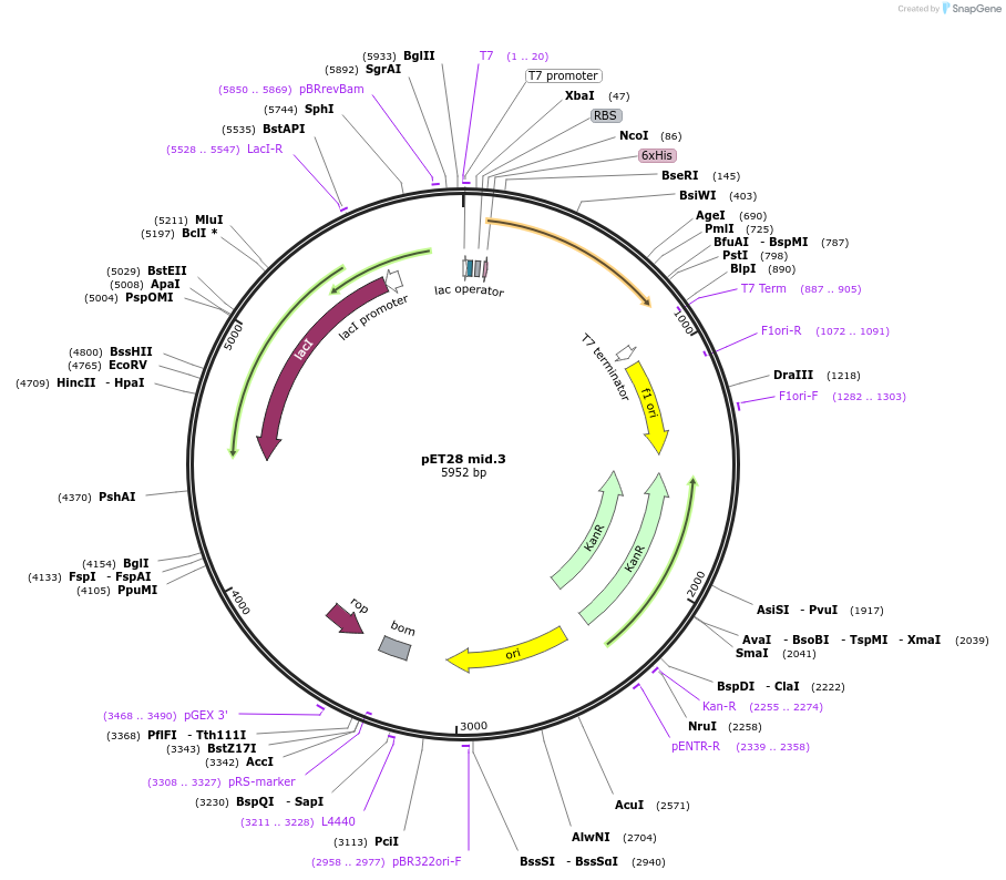 191884-plasmid-map-sequence-id-378577