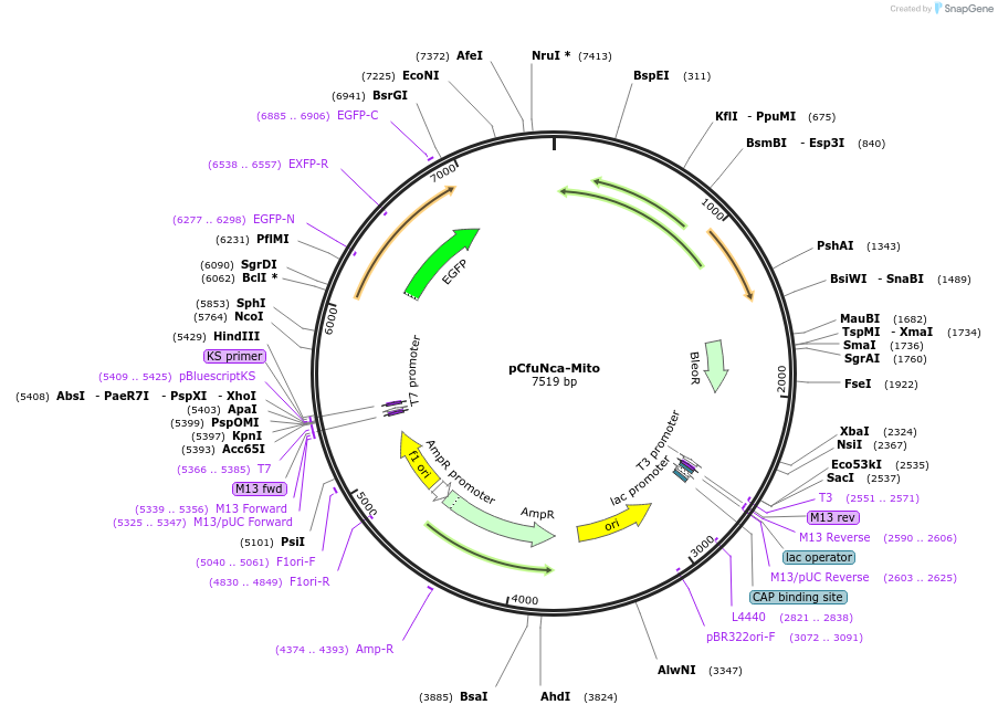 190819-plasmid-map-sequence-id-378580