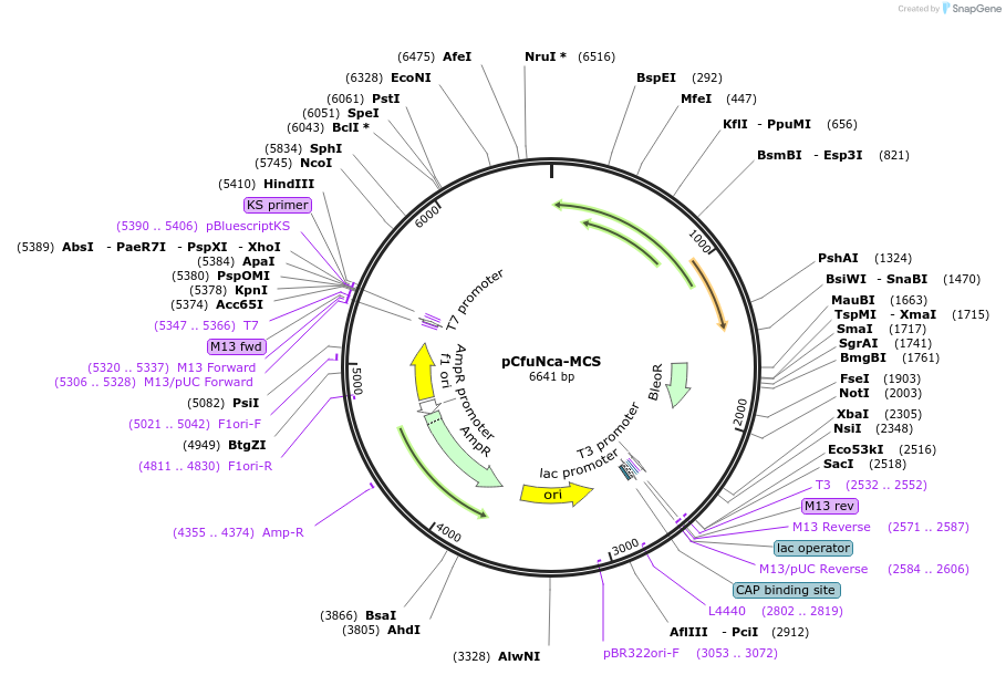 190820-plasmid-map-sequence-id-378583