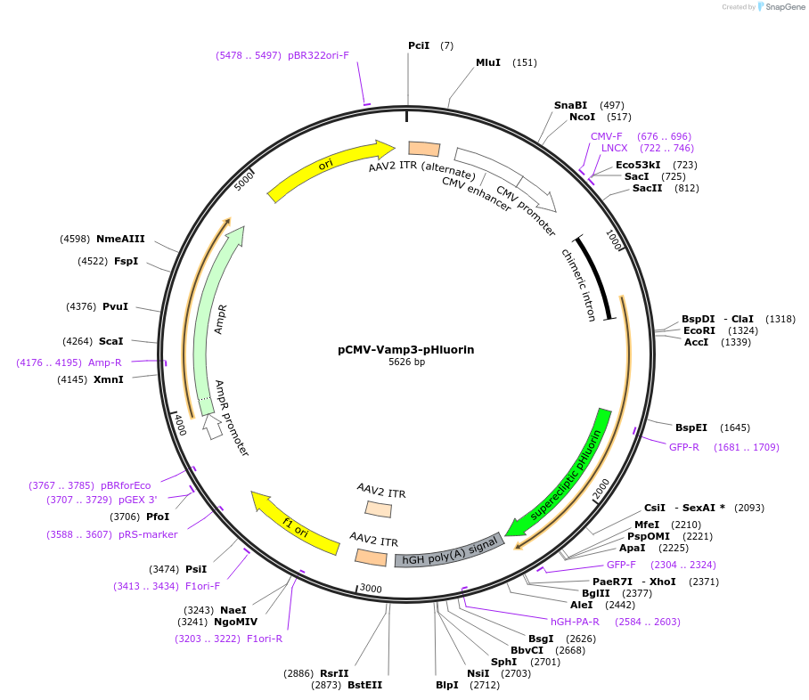 190152-plasmid-map-sequence-id-378602