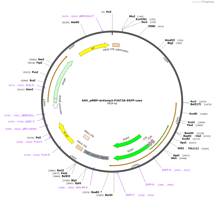 190153-plasmid-map-sequence-id-378603