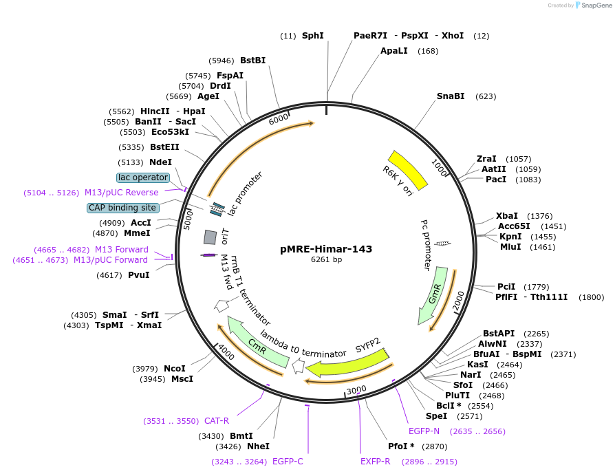 185932-plasmid-map-sequence-id-378609