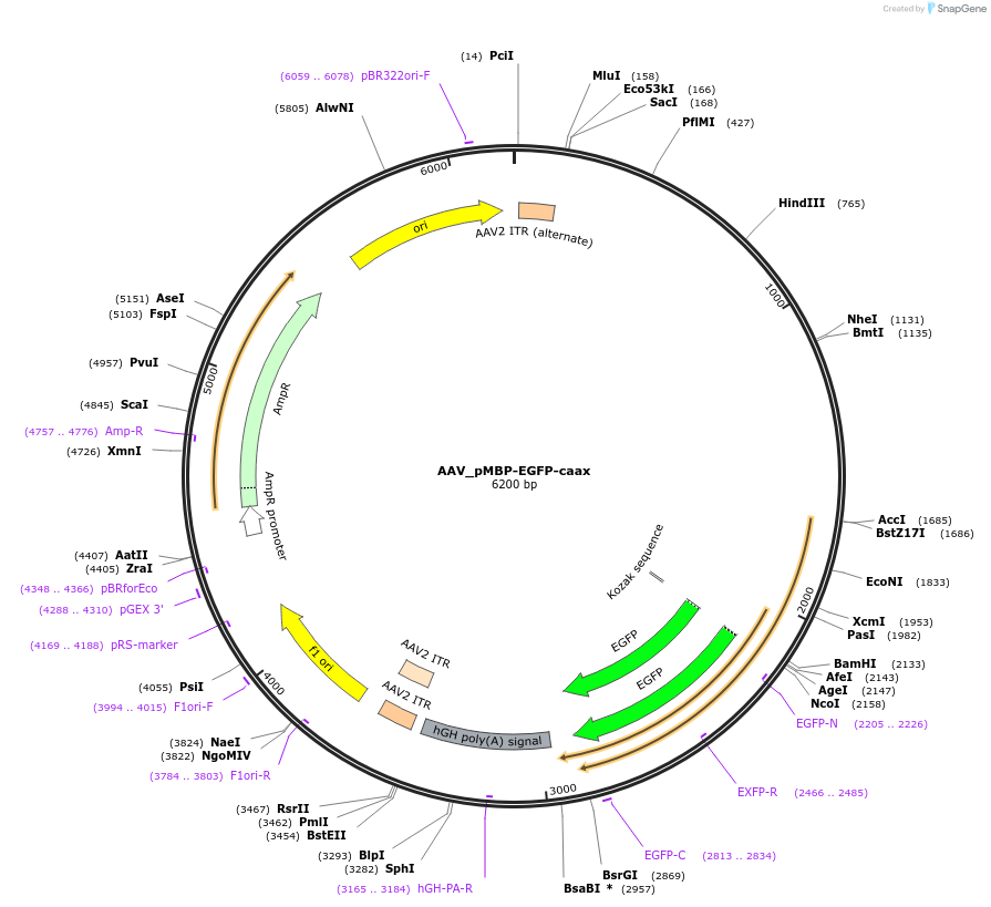 190155-plasmid-map-sequence-id-378610