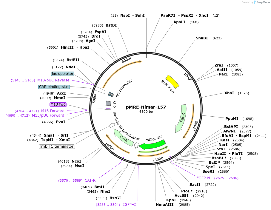 185940-plasmid-map-sequence-id-378616