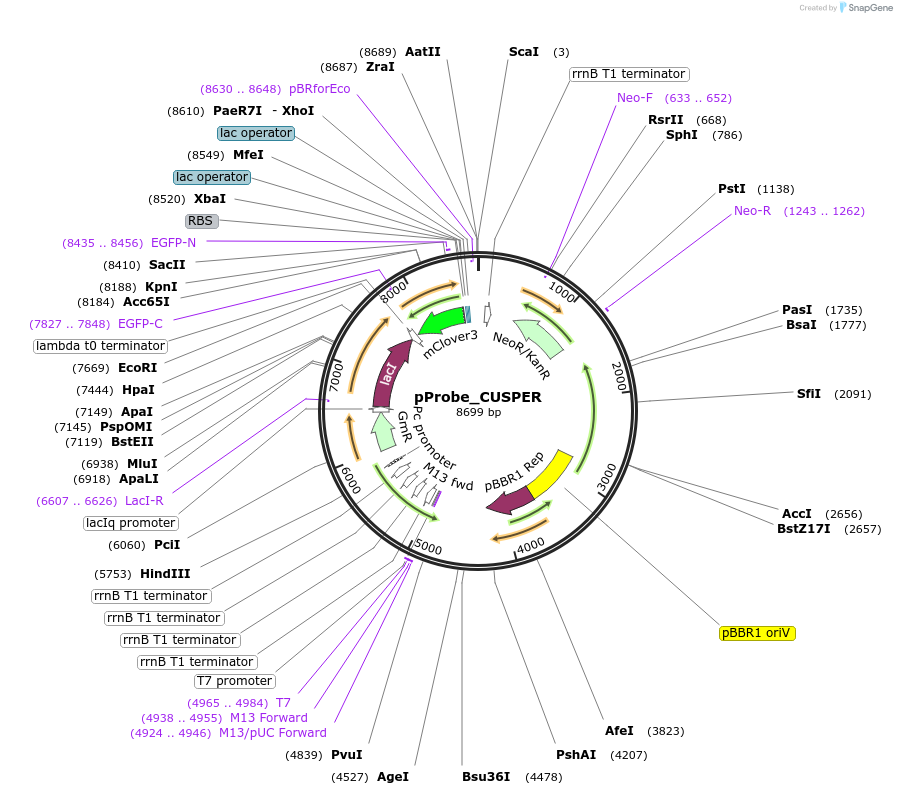 185953-plasmid-map-sequence-id-378619
