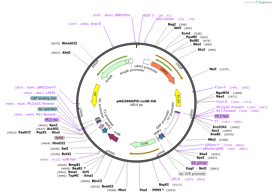 14236-plasmid-map-sequence-id-378704