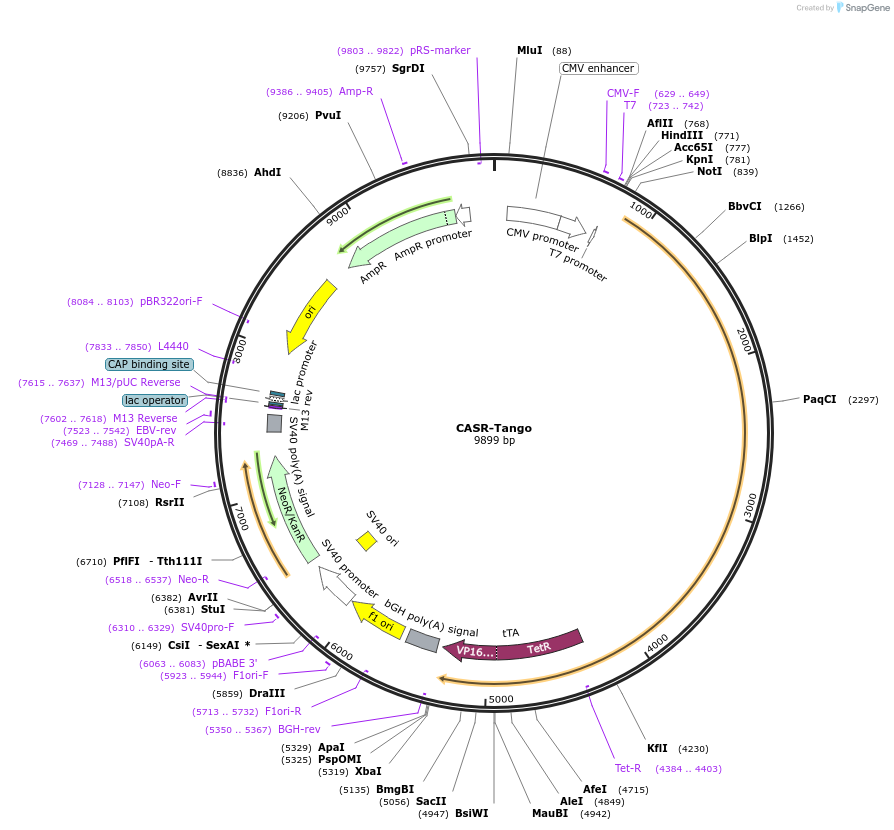 66235-plasmid-map-sequence-id-378710