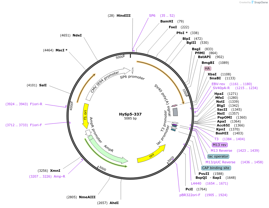 192994-plasmid-map-sequence-id-378744