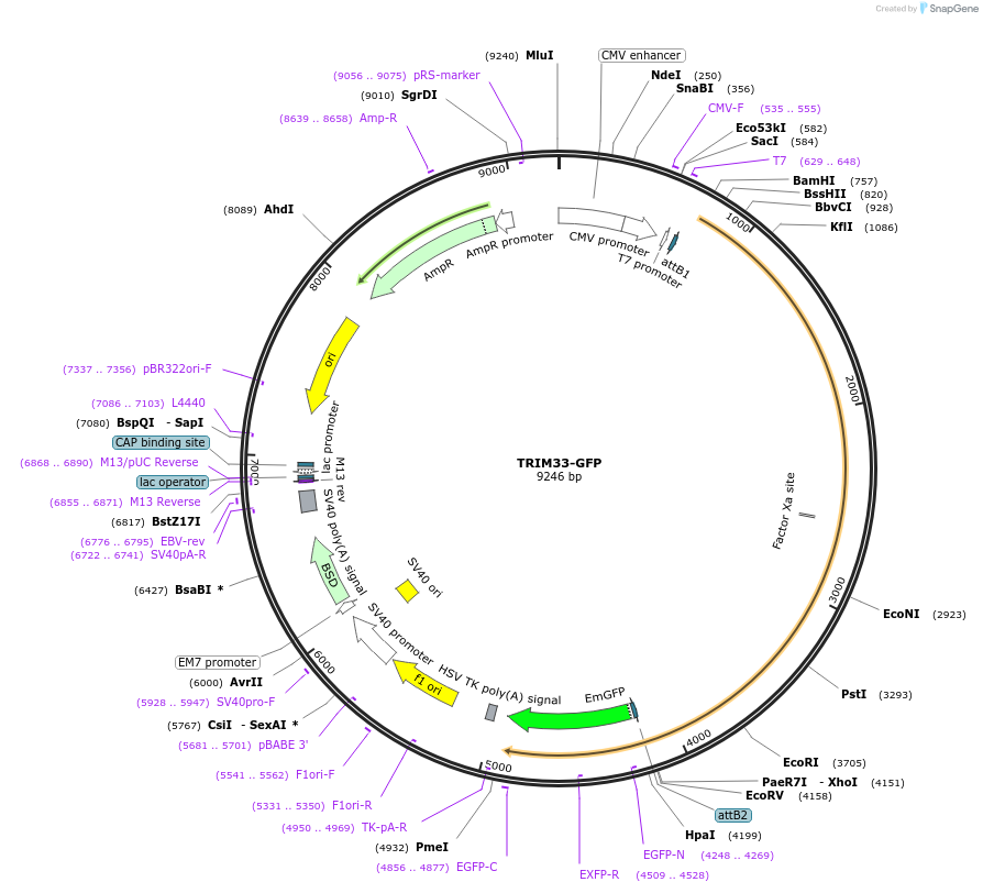 65399-plasmid-map-sequence-id-378778