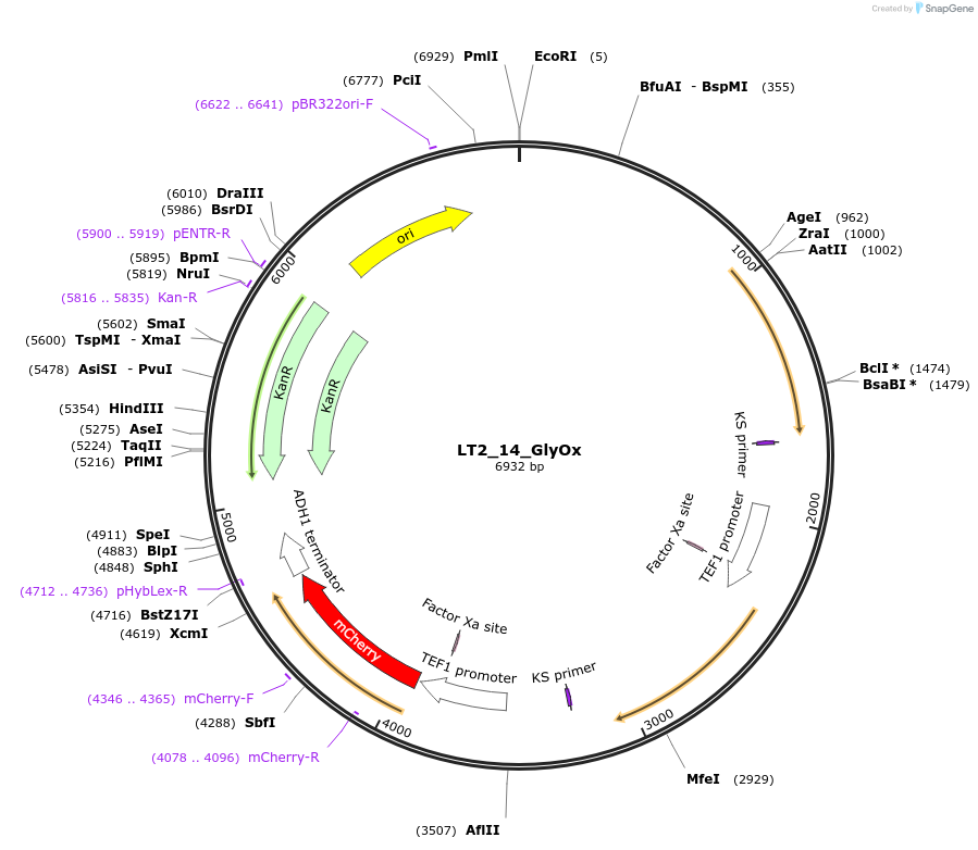 177711-plasmid-map-sequence-id-378782