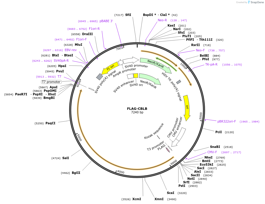 192082-plasmid-map-sequence-id-378788
