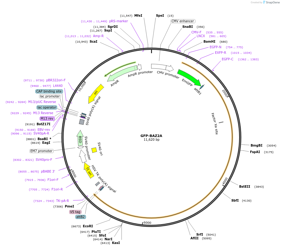 65373-plasmid-map-sequence-id-378789