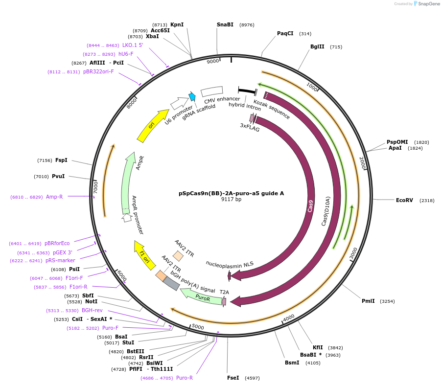 194010-plasmid-map-sequence-id-378800