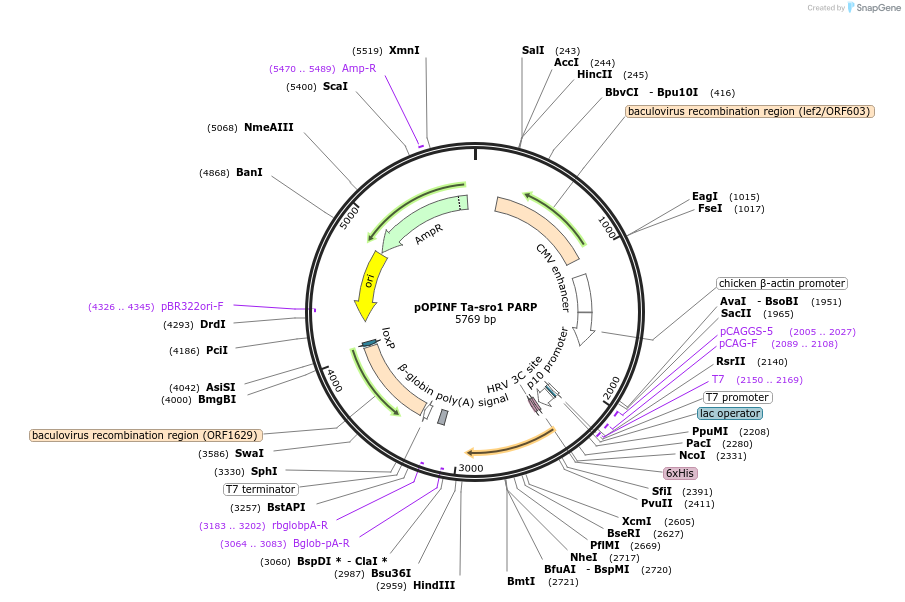 192549-plasmid-map-sequence-id-378808