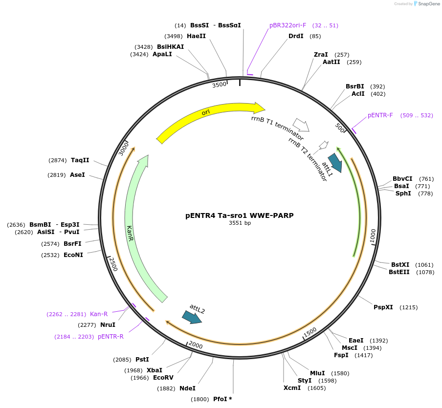 192548-plasmid-map-sequence-id-378810