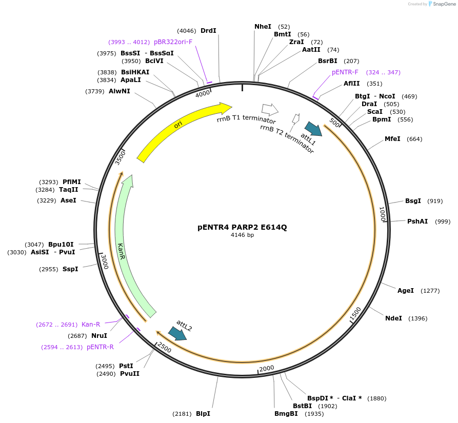192545-plasmid-map-sequence-id-378812