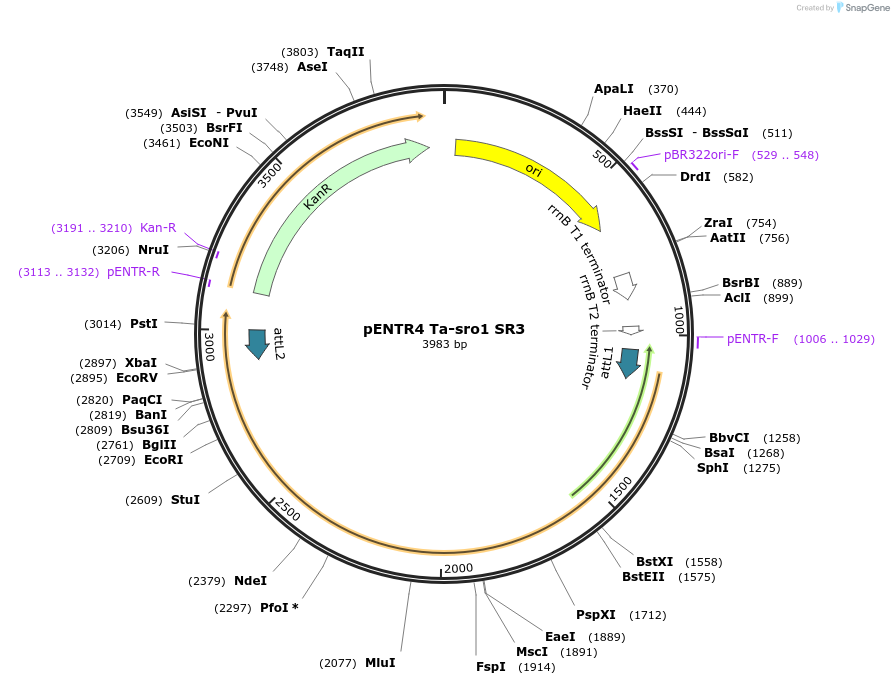 192547-plasmid-map-sequence-id-378813