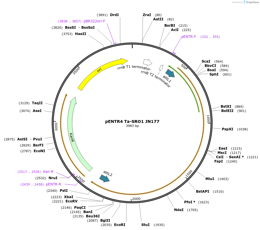 192546-plasmid-map-sequence-id-378815