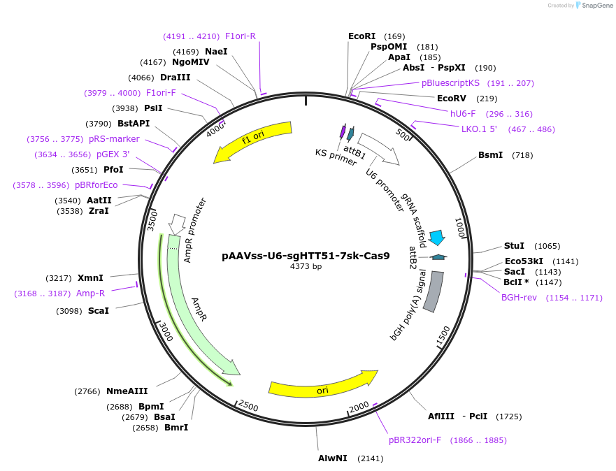 190901-plasmid-map-sequence-id-378843