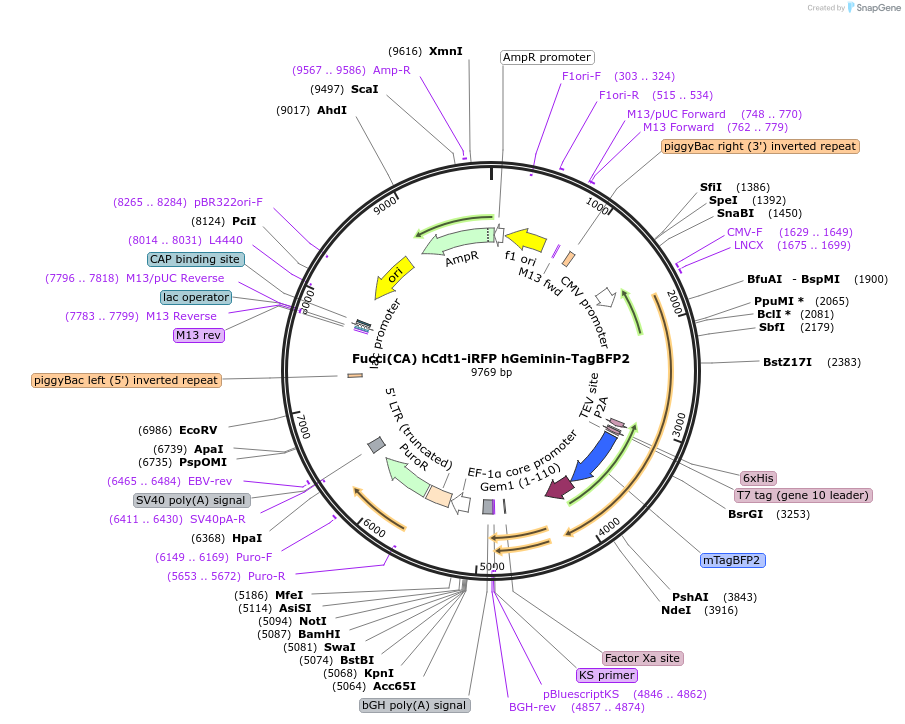 190181-plasmid-map-sequence-id-378849