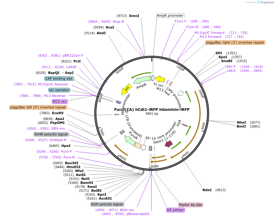 190182-plasmid-map-sequence-id-378850