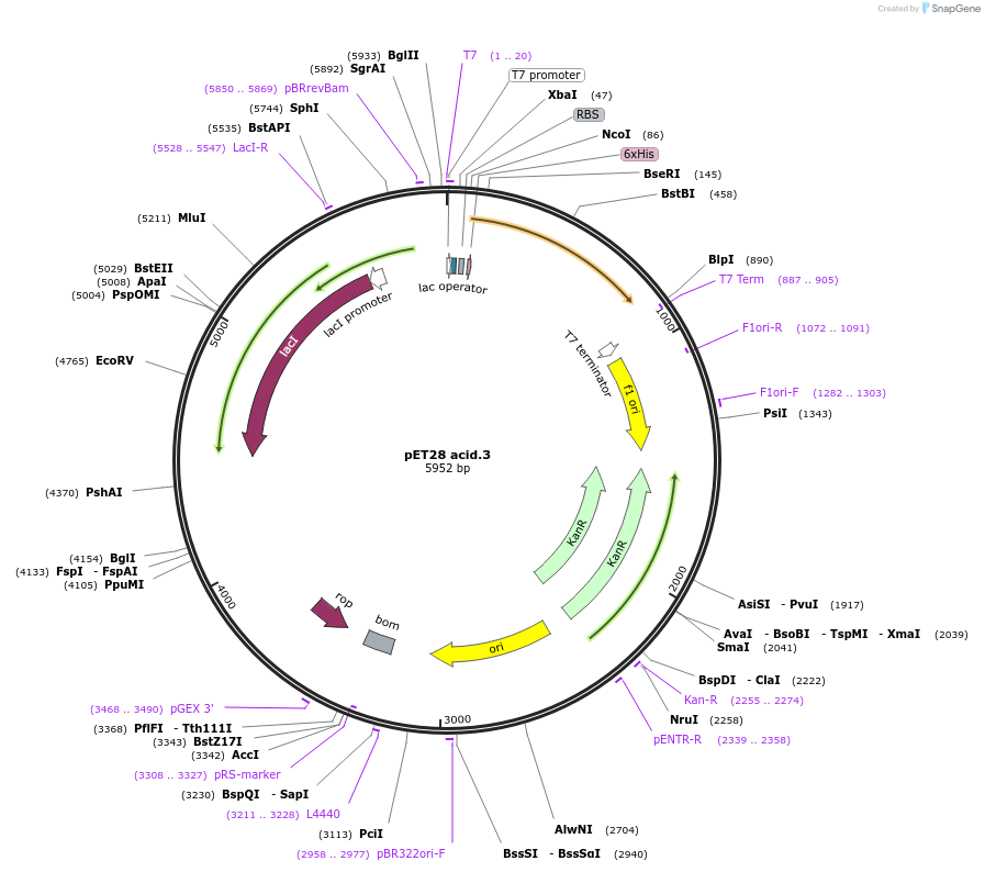 191897-plasmid-map-sequence-id-378852
