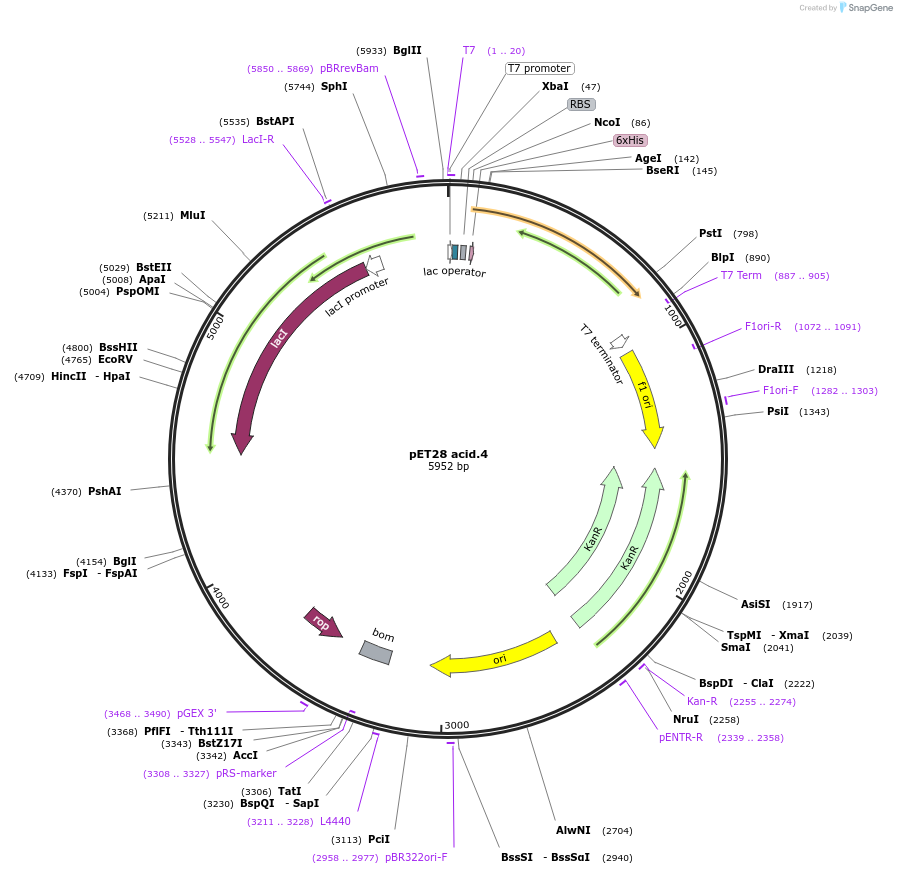 191898-plasmid-map-sequence-id-378853