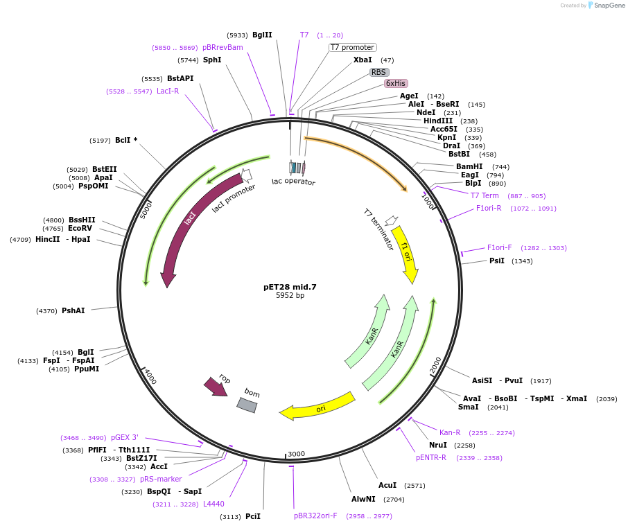 191900-plasmid-map-sequence-id-378854